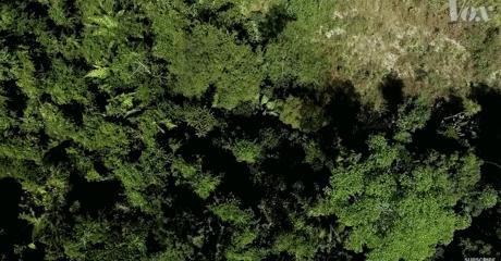 三个月砍掉20个曼哈顿，一年砍掉一个国家，亚马逊已经到了最危急的时候