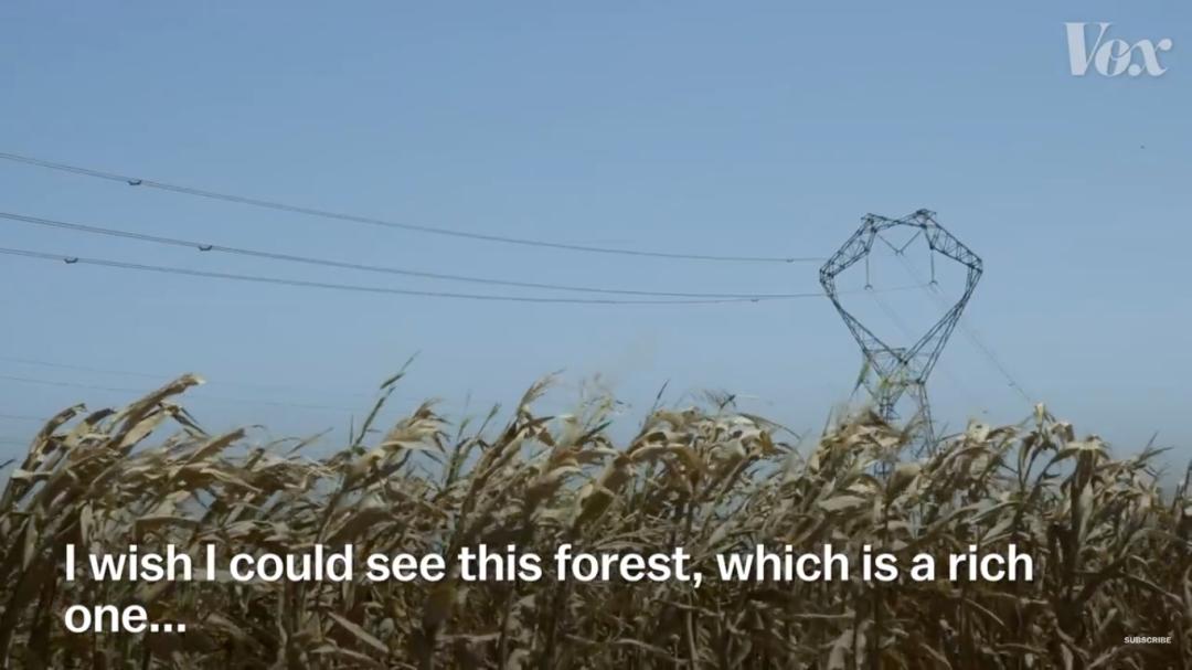 三个月砍掉20个曼哈顿，一年砍掉一个国家，亚马逊已经到了最危急的时候