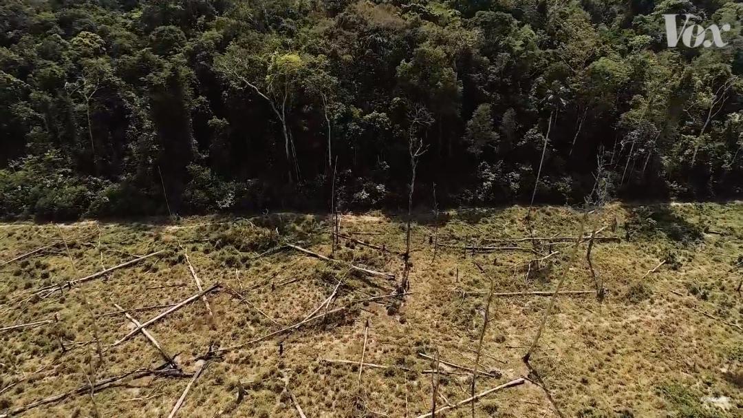 三个月砍掉20个曼哈顿，一年砍掉一个国家，亚马逊已经到了最危急的时候
