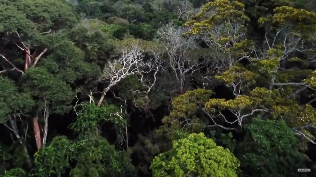 三个月砍掉20个曼哈顿，一年砍掉一个国家，亚马逊已经到了最危急的时候