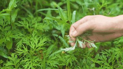 湿气不走，又胖又丑！睡前一贴，逼走体内20多年的湿寒，轻松甩掉失眠、大肚腩