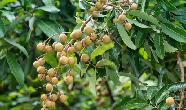 湿气不走，又胖又丑！睡前一贴，逼走体内20多年的湿寒，轻松甩掉失眠、大肚腩