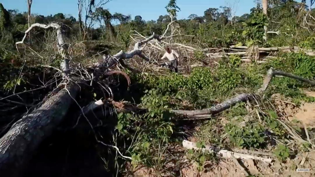 三个月砍掉20个曼哈顿，一年砍掉一个国家，亚马逊已经到了最危急的时候