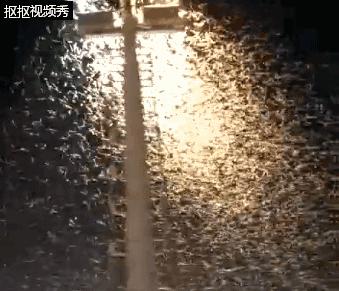 太多多多……了！最近很多人被吓得不敢开灯，只因它们又来“空袭”