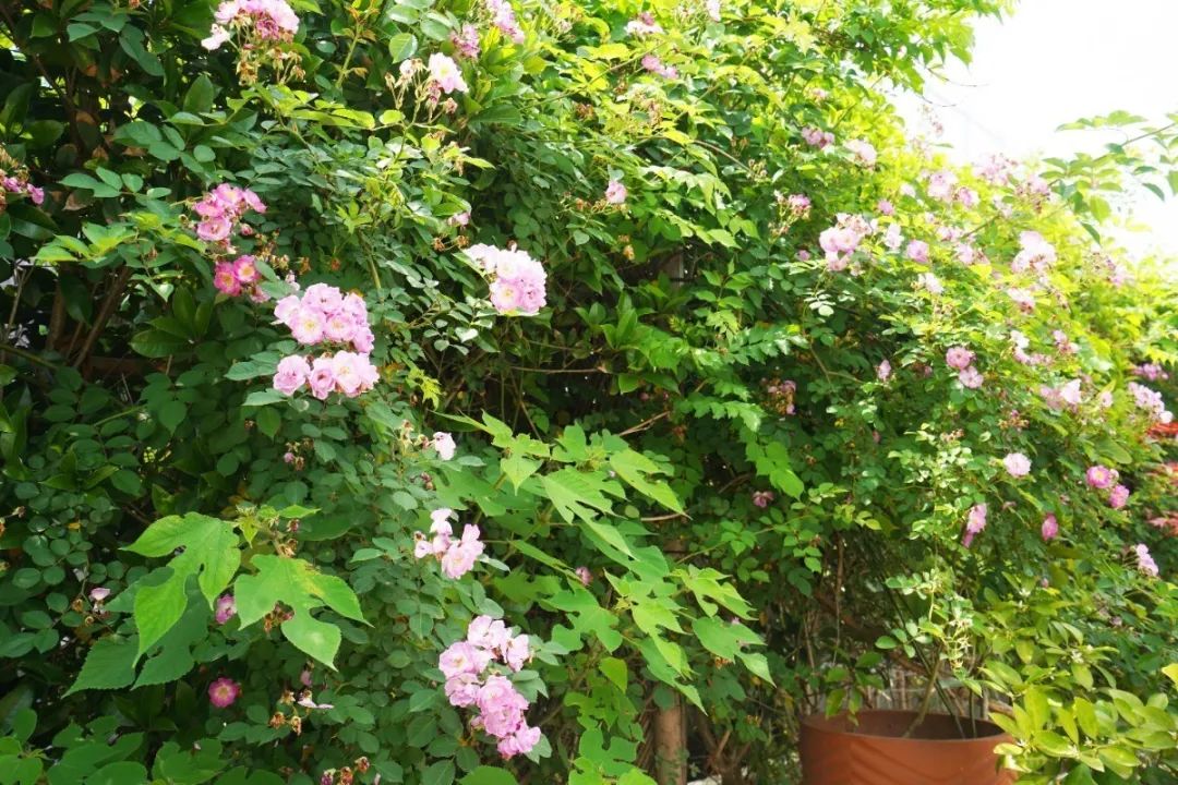 上海迪士尼免费6日游,上海迪士尼乐园中午入园门票