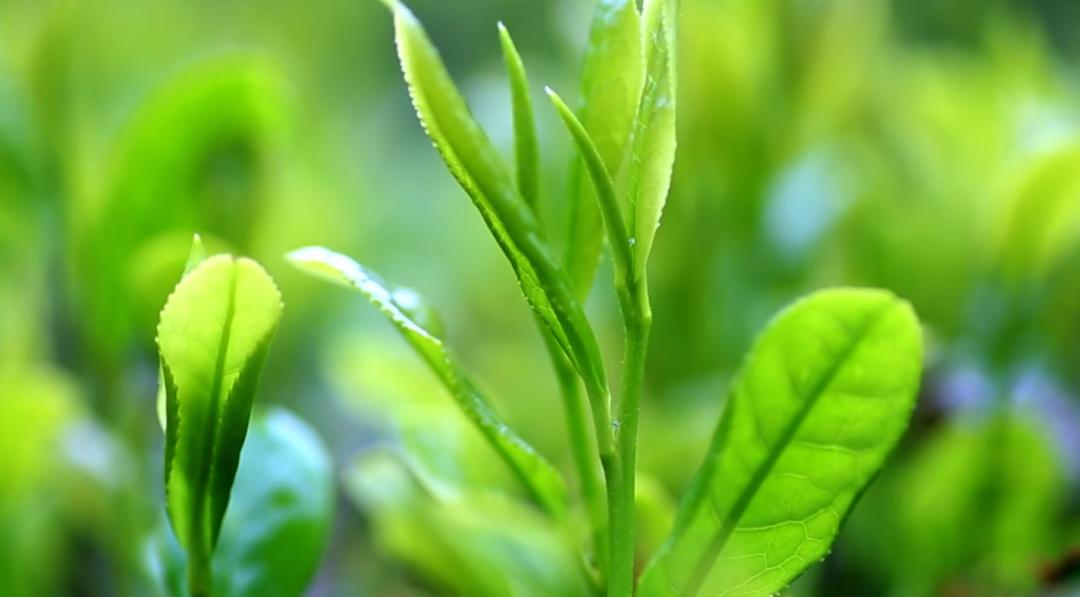 山东人游山东|“锦上添花”特色美食来山东开启寻味之旅