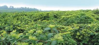 天府旅游名县创建|巴中南江:脱贫攻坚步履铿锵全域旅游持续发力