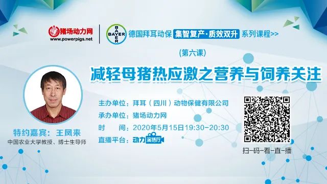 养好母猪必备的四个条件,母猪高温夏季保健方案