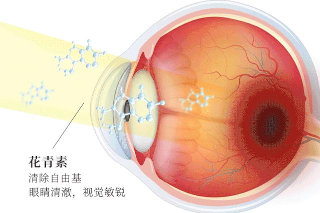 护眼蓝光过滤器,日本眼科蓝光过滤器