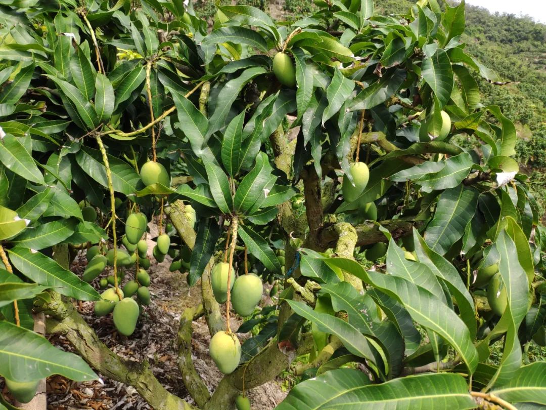 小台芒纯甜多汁1斤,台农小芒果9.9元5斤