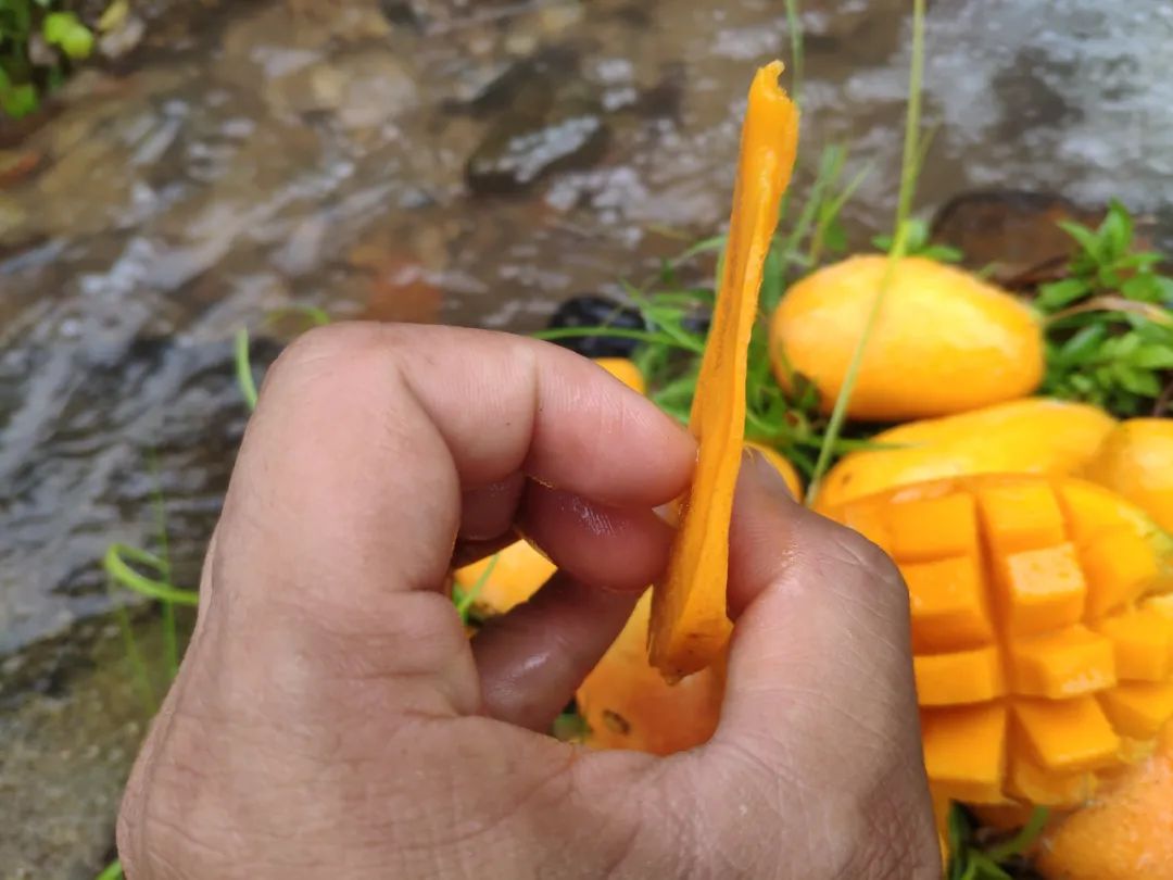 小台芒纯甜多汁1斤,台农小芒果9.9元5斤