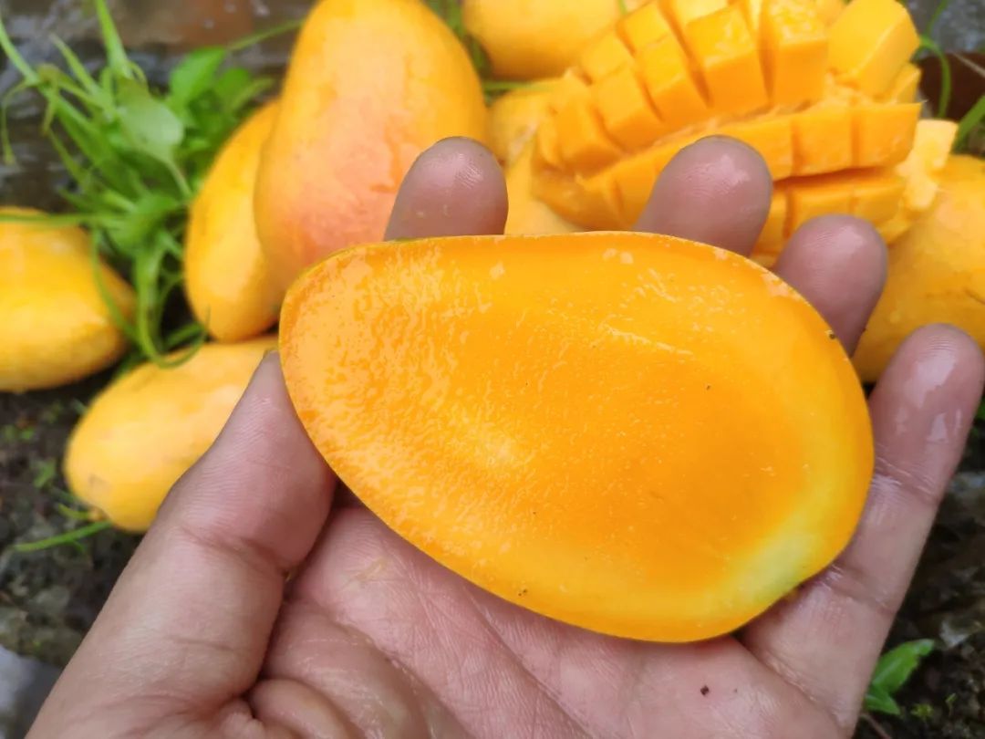 小台芒纯甜多汁1斤,台农小芒果9.9元5斤