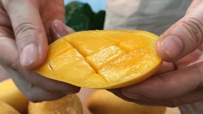 小台芒纯甜多汁1斤,台农小芒果9.9元5斤