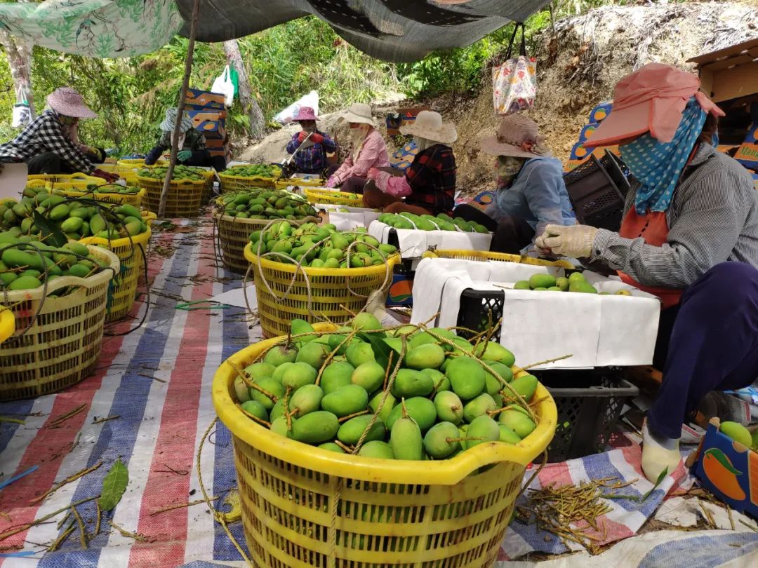 小台芒纯甜多汁1斤,台农小芒果9.9元5斤