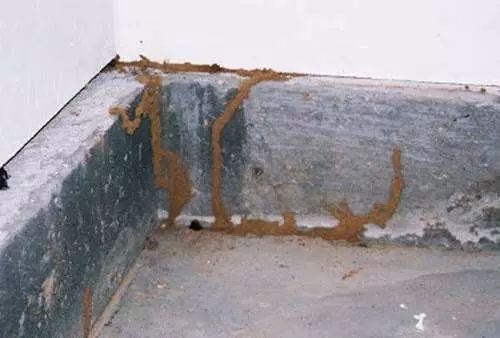 白蚁大军来袭遇到千万别盲目消杀,南宁白蚁大军最新消息