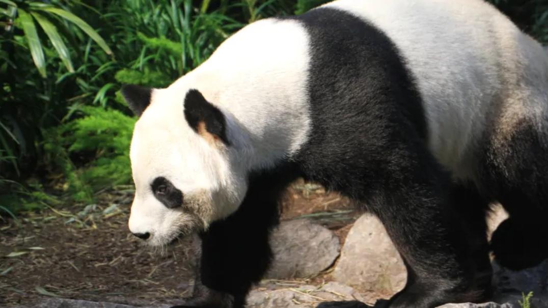 吃不到新鲜竹子的大熊猫提前回国,吃不到新鲜竹子