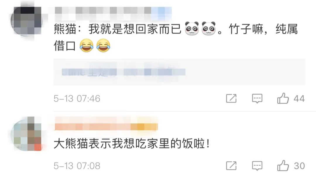 吃不到新鲜竹子的大熊猫提前回国,吃不到新鲜竹子