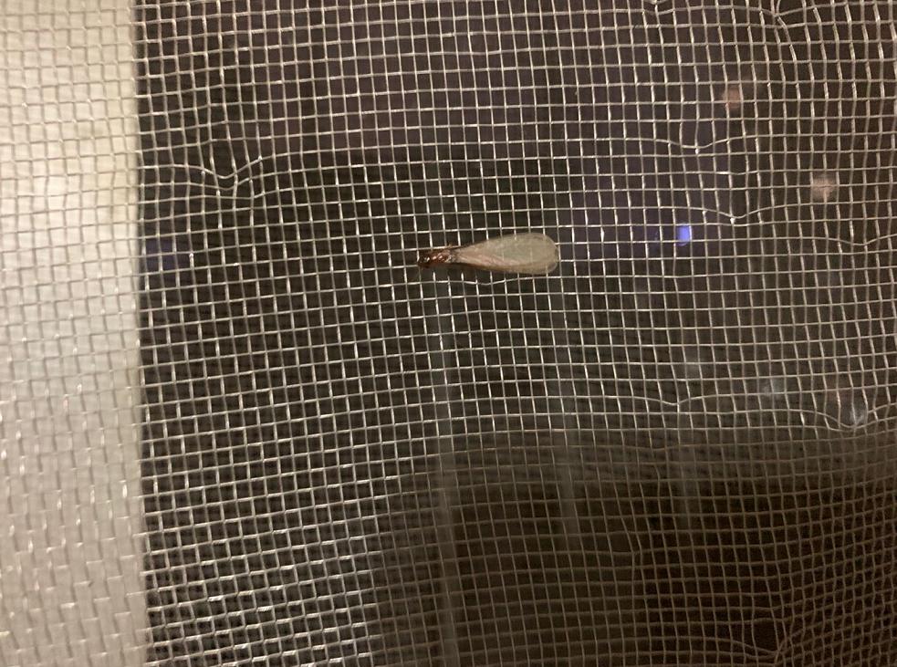 白蚁大军来袭遇到千万别盲目消杀,南宁白蚁大军最新消息