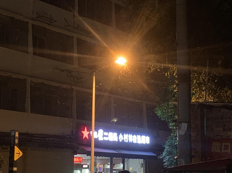 白蚁大军来袭遇到千万别盲目消杀,南宁白蚁大军最新消息