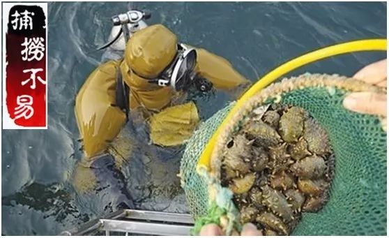 海参市场的真实现状,震惊正宗海参竟卖这么低的价格