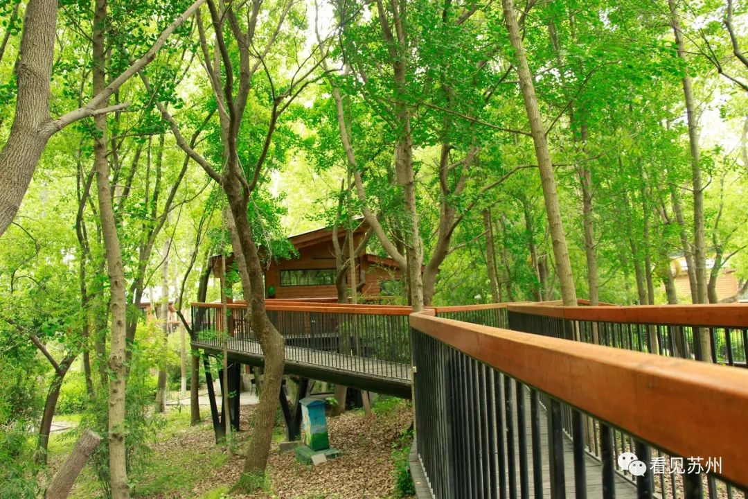 苏州森林里野奢树屋,苏州泡温泉度假的地方推荐
