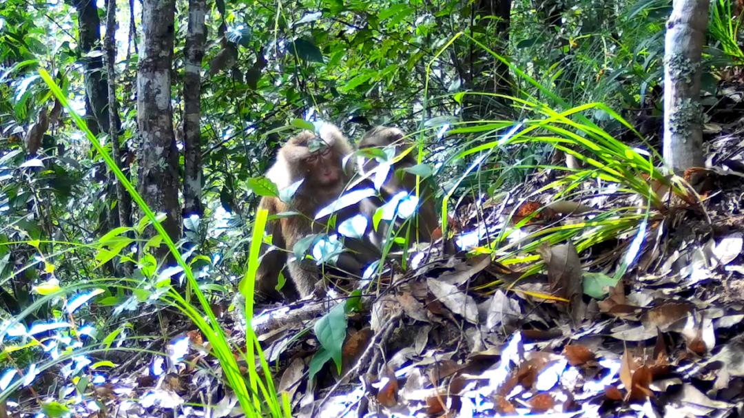 天气升温猴子们,天气变冷一群猴子抱团取暖