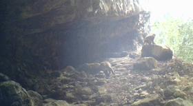 天气升温猴子们,天气变冷一群猴子抱团取暖