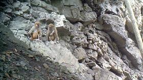 天气升温猴子们,天气变冷一群猴子抱团取暖