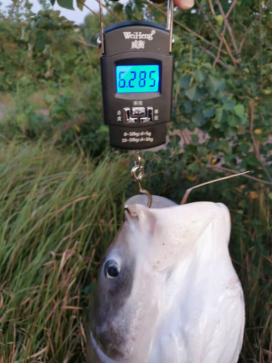 上鱼是什么体验,上鱼必备品榜单是什么意思