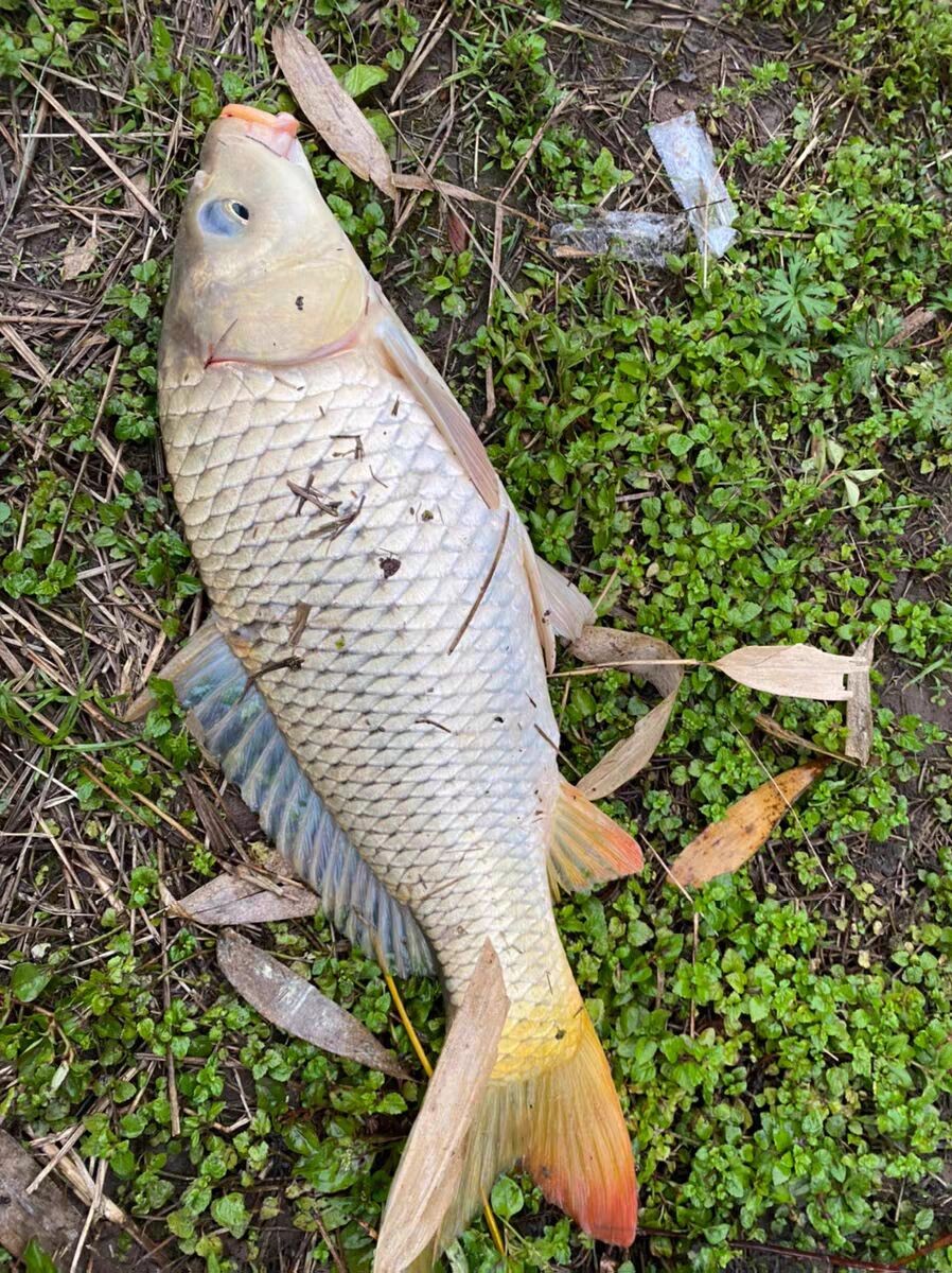 上鱼是什么体验,上鱼必备品榜单是什么意思