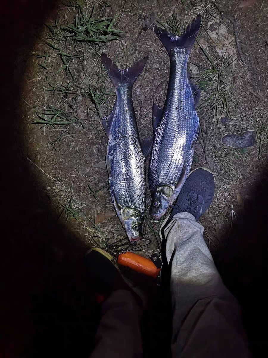 上鱼是什么体验,上鱼必备品榜单是什么意思