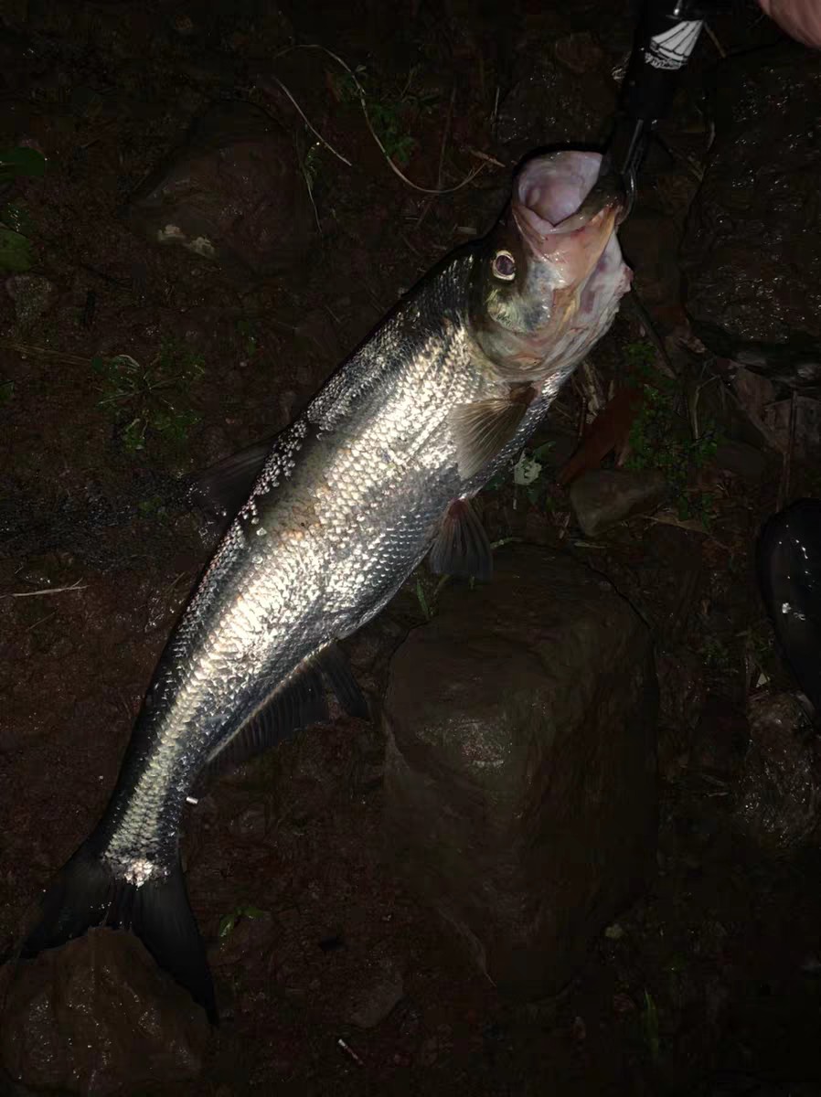 上鱼是什么体验,上鱼必备品榜单是什么意思