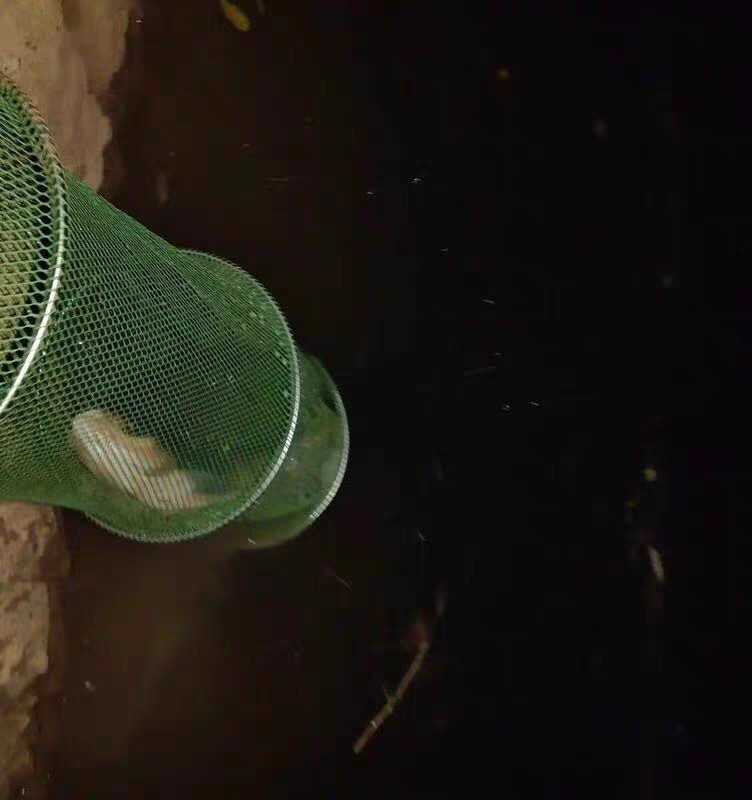 上鱼是什么体验,上鱼必备品榜单是什么意思