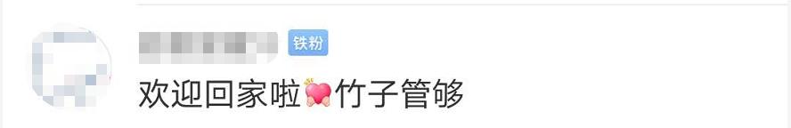 吃不到新鲜竹子，加拿大提前送回两只大熊猫，网友：欢迎回家吃饭