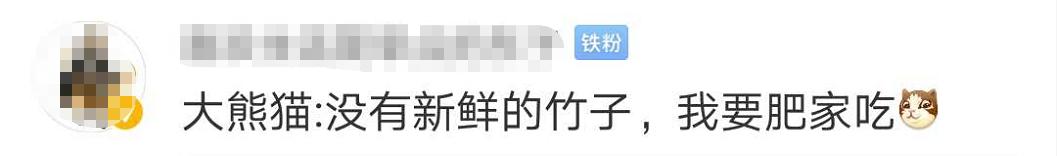 吃不到新鲜竹子，加拿大提前送回两只大熊猫，网友：欢迎回家吃饭