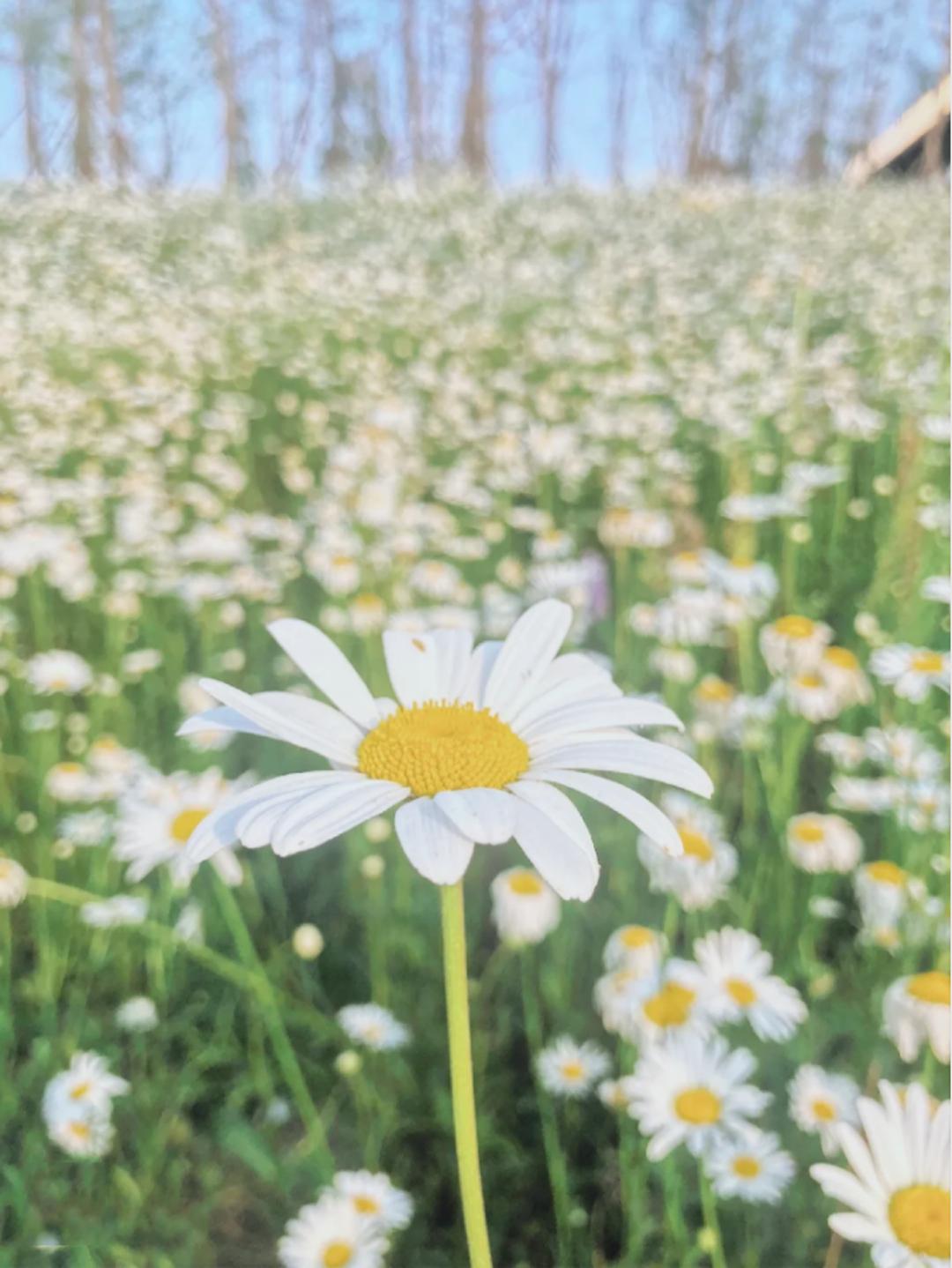 五月成都周边网红打卡地一日游,成都五月周末打卡推荐