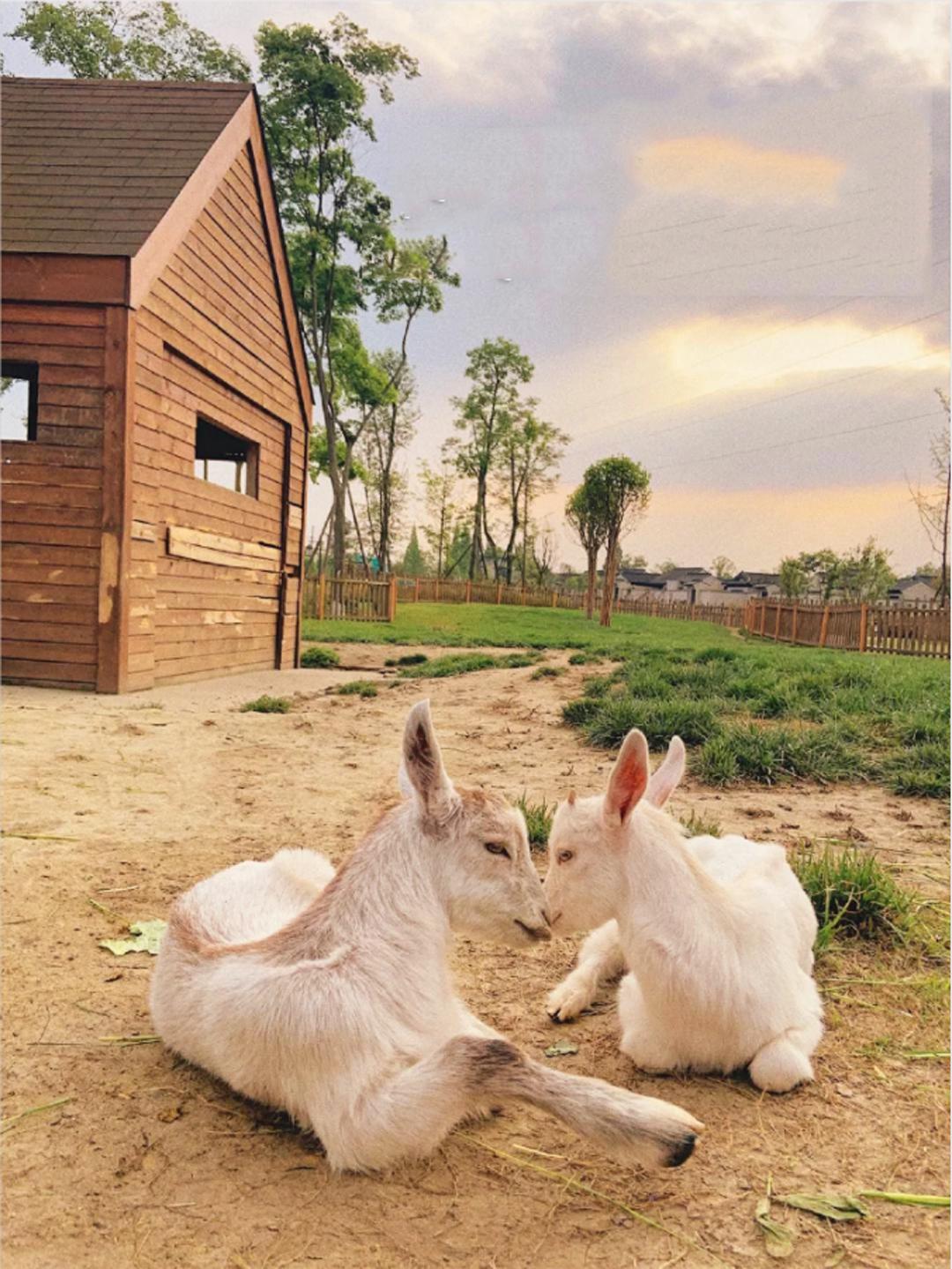 五月成都周边网红打卡地一日游,成都五月周末打卡推荐