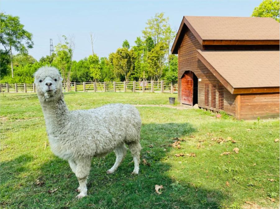 五月成都周边网红打卡地一日游,成都五月周末打卡推荐