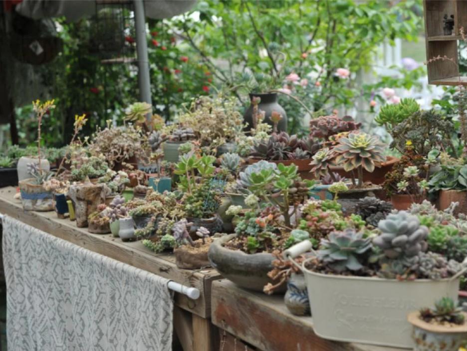 五月成都周边网红打卡地一日游,成都五月周末打卡推荐