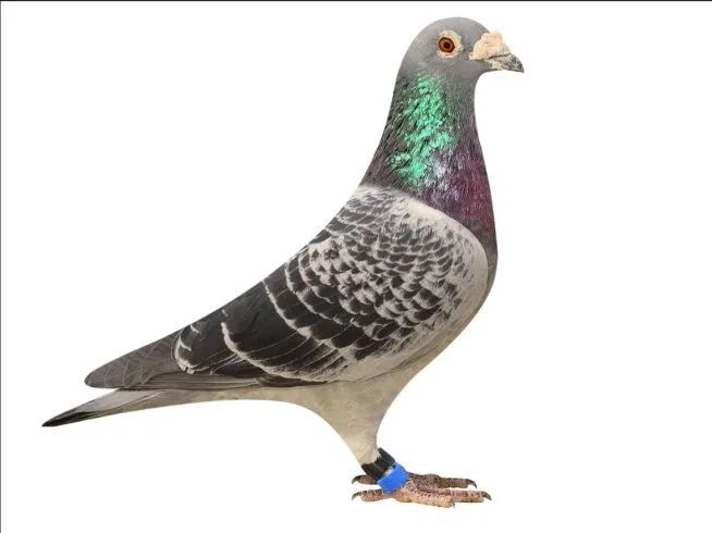 榄斿コ涔嬫．濠曟媺,姘告亽涔嬫．濠曟媺鐨偆