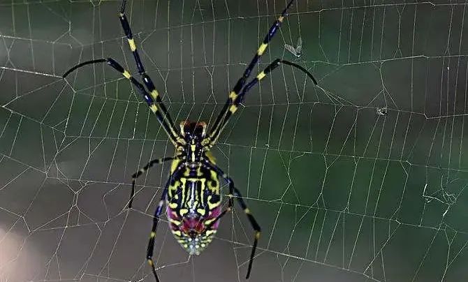 女子一觉醒来竟然毁容了,一觉醒来脸肿得很严重