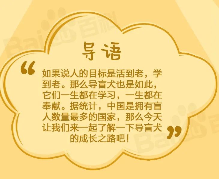 导盲犬是什么品种的狗狗,导盲犬成长史详解