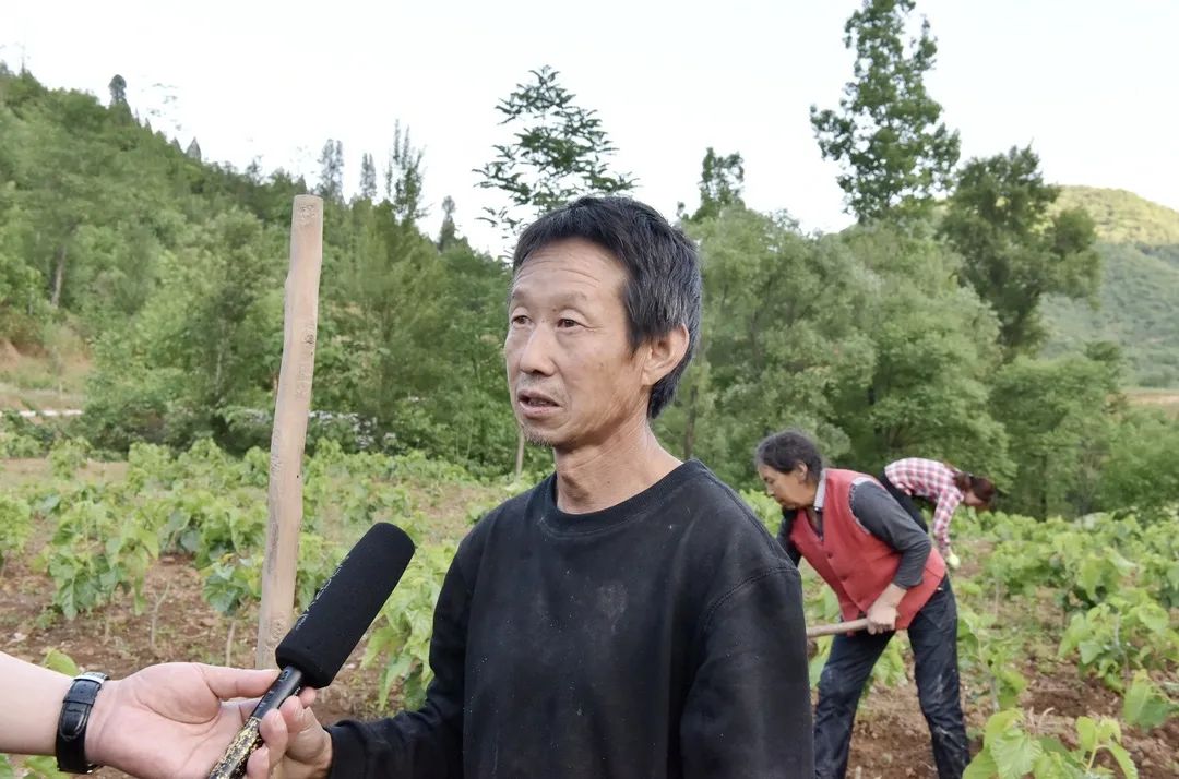 蚕宝宝怎么才能吐出金丝,蚕宝宝吐出透明色液体