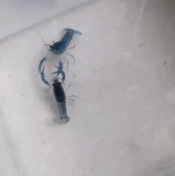 「二三里早八点」吉林市小区为居家隔离人员设专用垃圾桶；家长给孩子买蓝魔虾消解寂寞