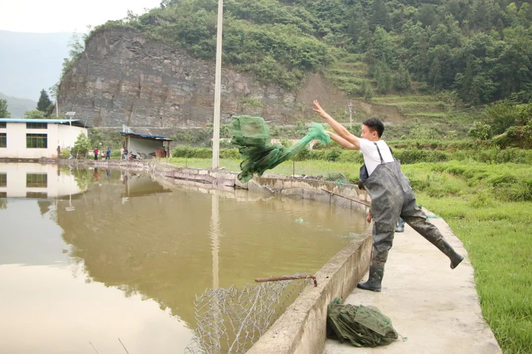武陵广场印江小龙虾,贵州铜仁小龙虾鲜活批发