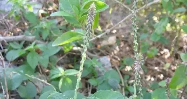 路边卖治疗脚气的真的假的,顽固脚气的特效药