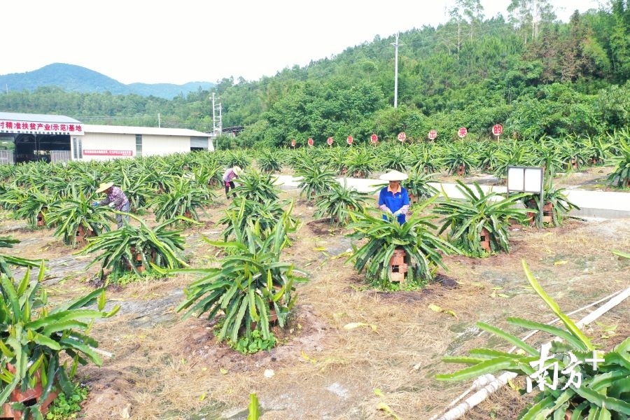 云浮市云城区腰古镇水东古村落,云浮市云城区腰古镇腰古村简介