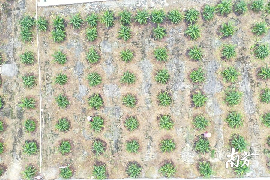 云浮市云城区腰古镇水东古村落,云浮市云城区腰古镇腰古村简介