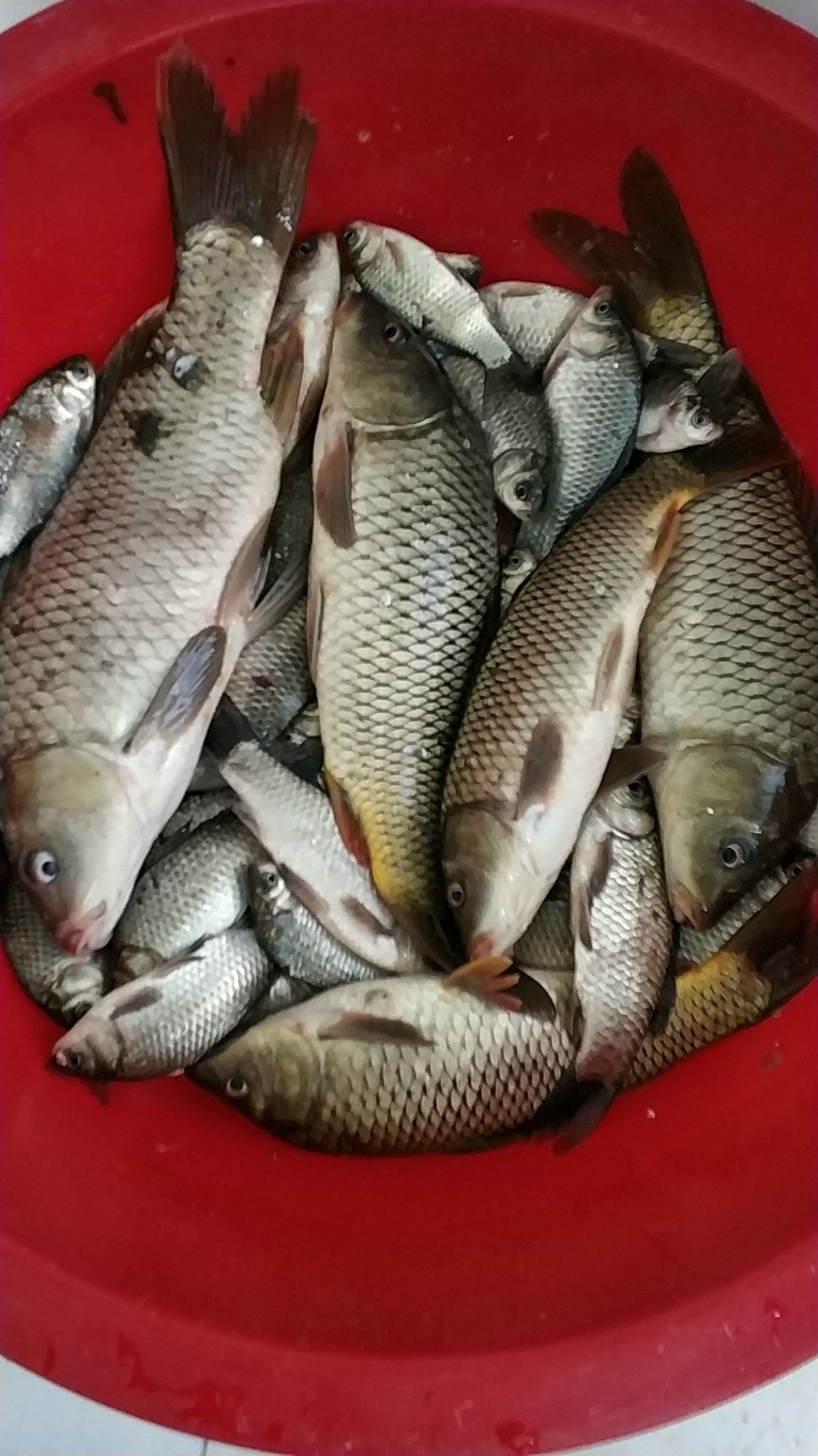 钓鱼人818完整视频,钓鱼人818攻略