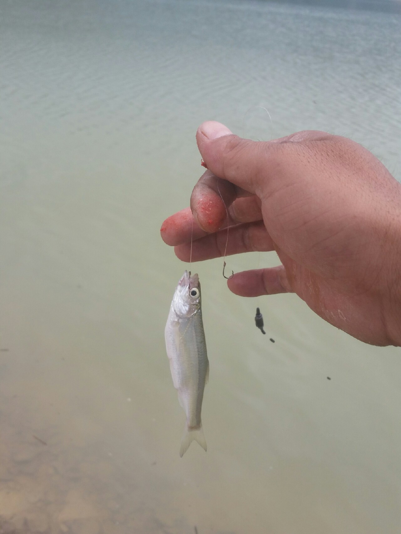 喜欢你！515狂拉不断！探钓永春红五一水库